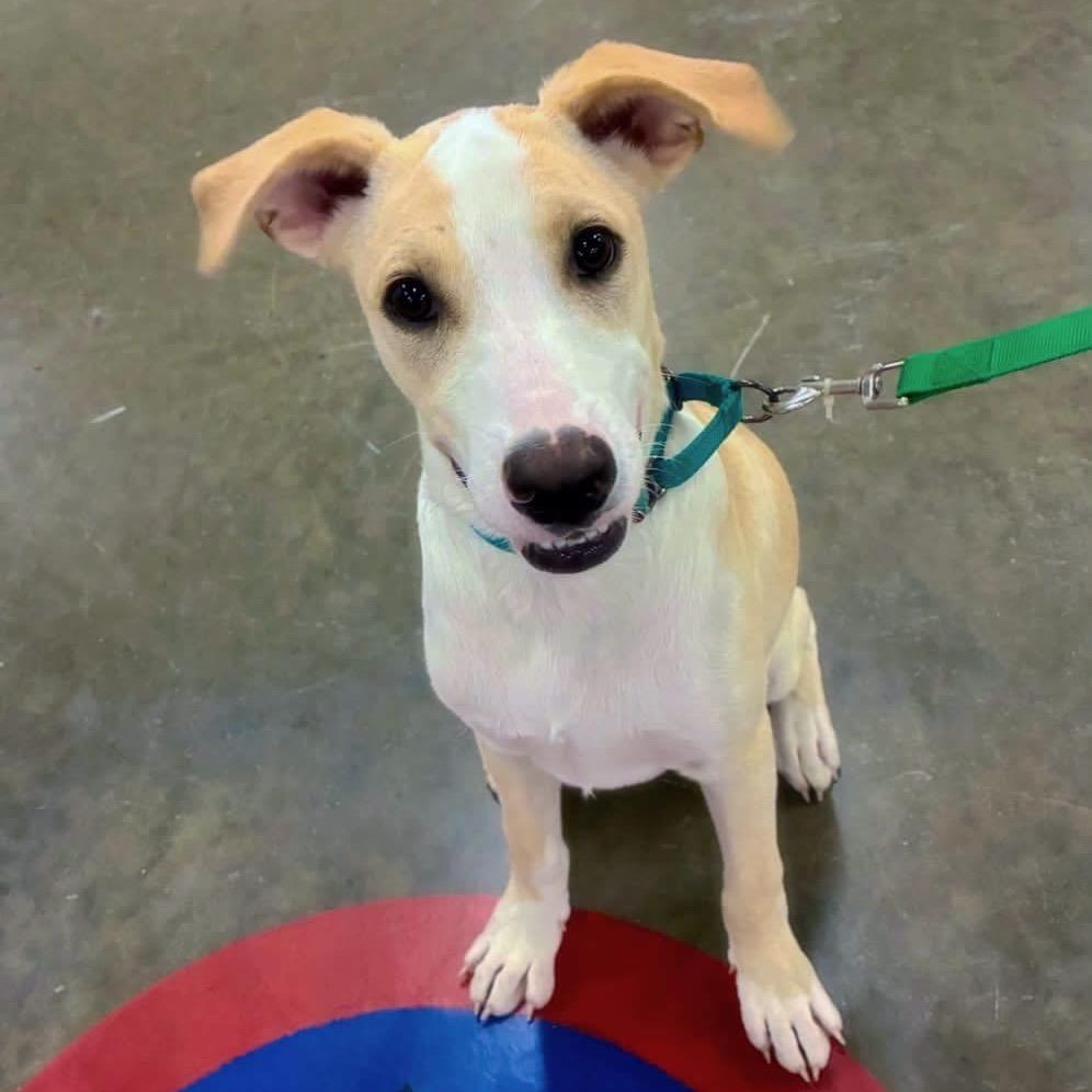 Silly, Adoptable, Puppy Male Yellow Labrador Retriever & Mixed Breed.