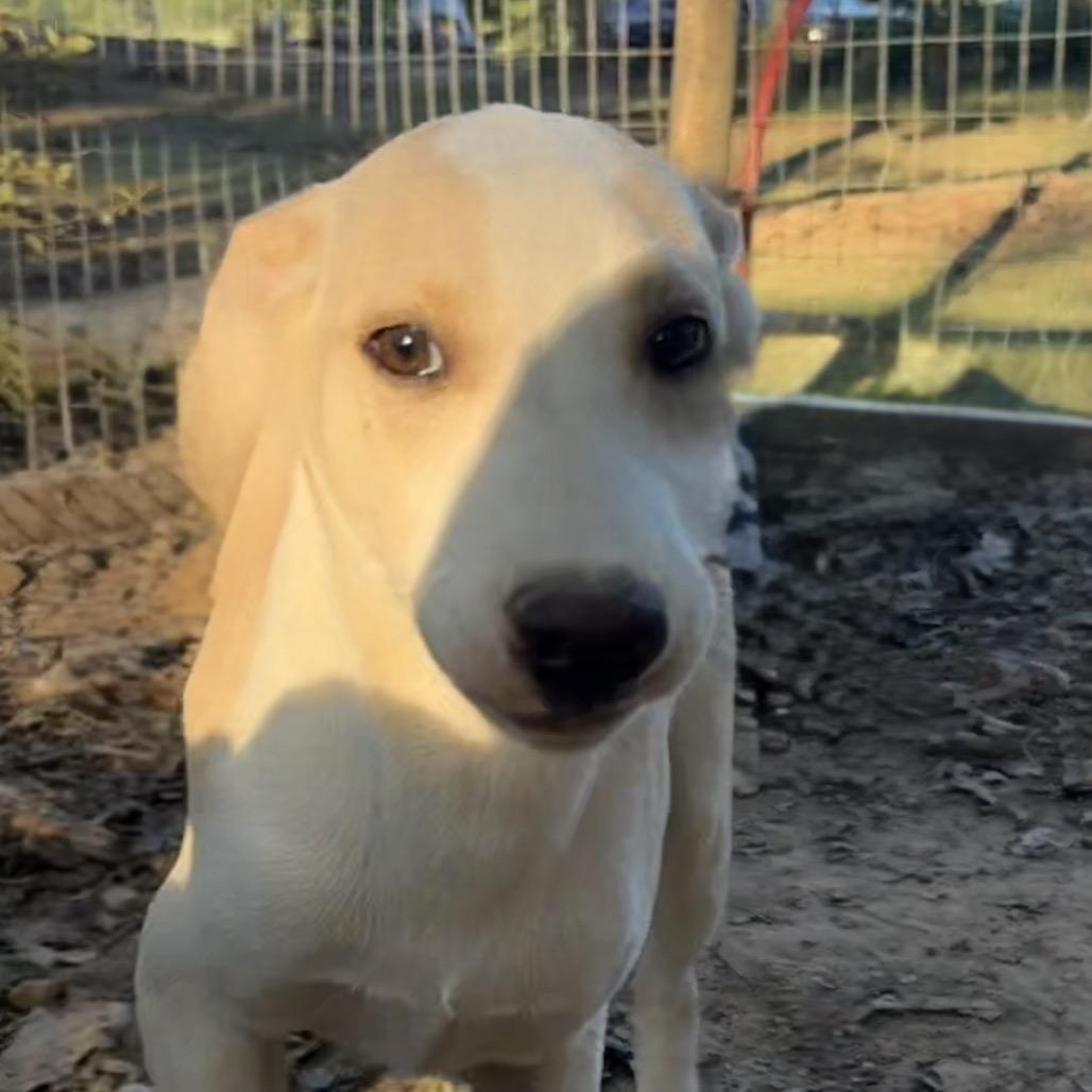 Silly, a Adoptable mixed breed in Little Rock, AR image 1/3
