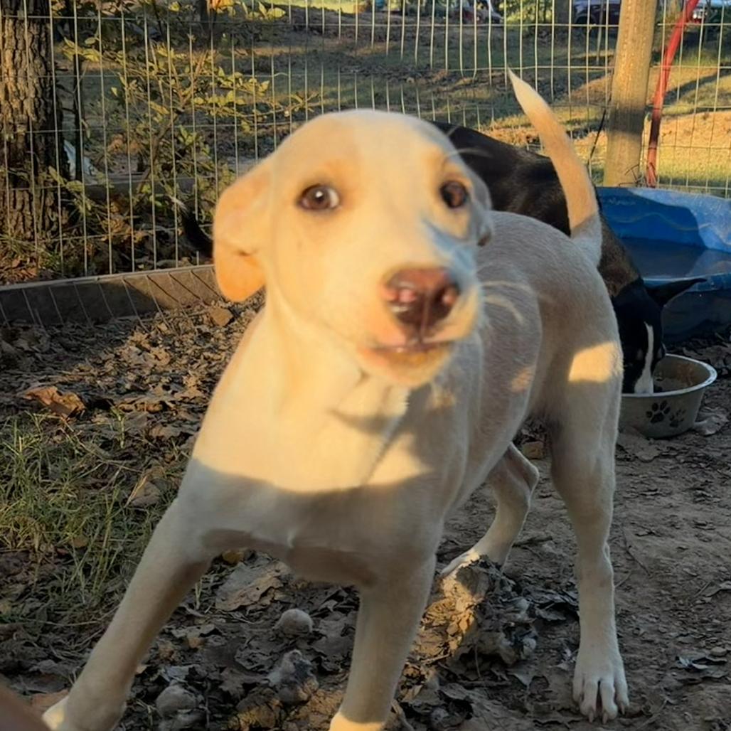 Silly, a Adoptable mixed breed in Little Rock, AR image 2/3
