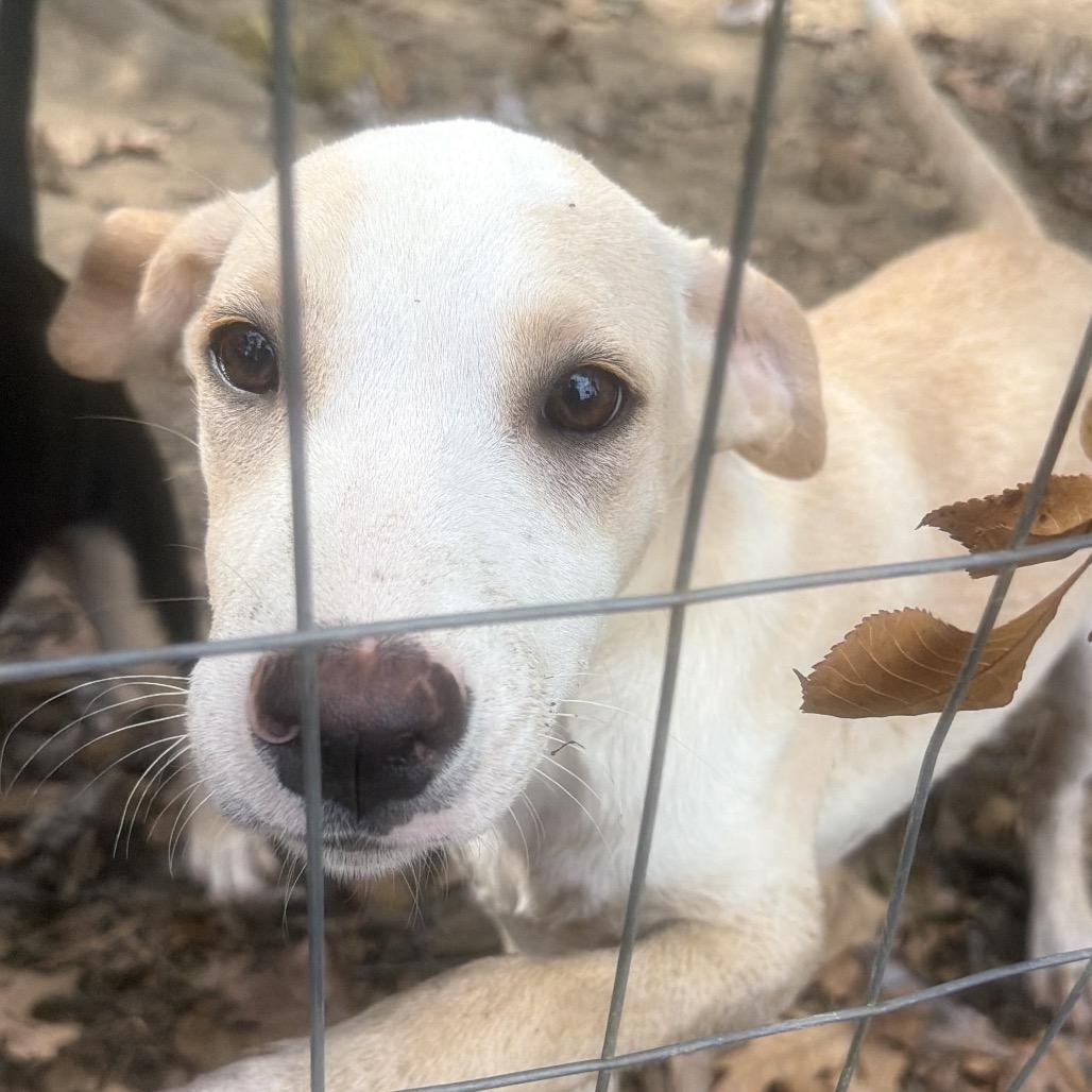 Silly, a Adoptable mixed breed in Little Rock, AR image 3/3