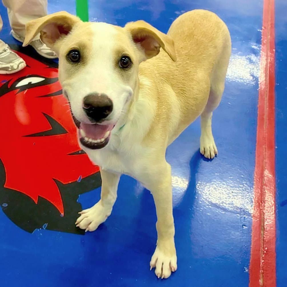 Enlarge Silly, a Adoptable mixed breed in Little Rock, AR image 5/5