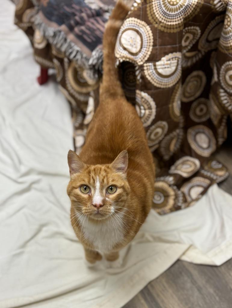 Nigel, Adoptable, Adult Male Domestic Short Hair.