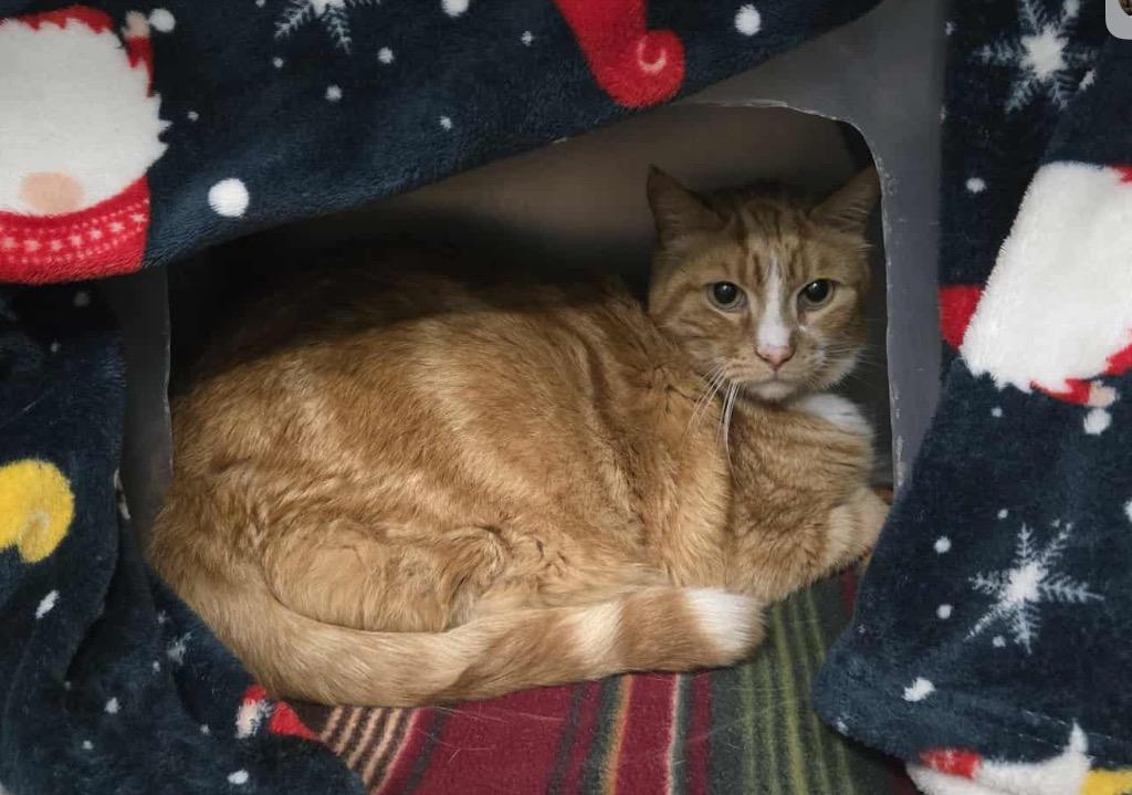 Nigel, Adoptable, Adult Male Domestic Short Hair.