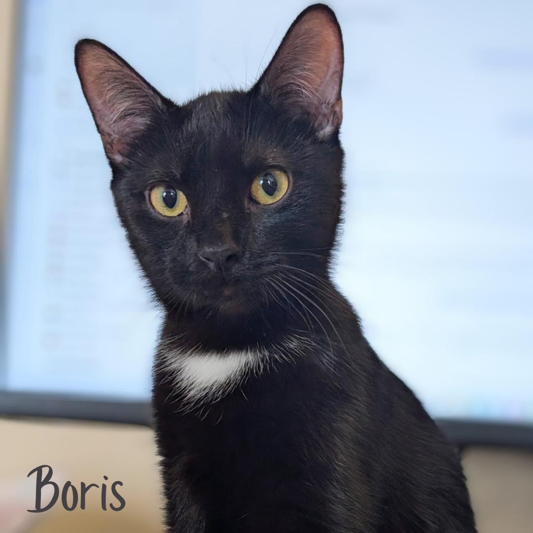 Boris , ADOPTABLE, Young Male Domestic Short Hair.