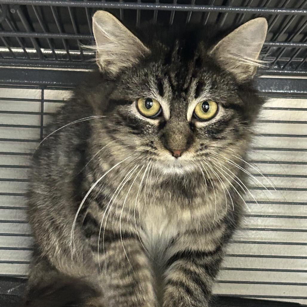 Enlarge Wisp, a Adoptable Domestic Long Hair in Hannibal, MO image 1/3