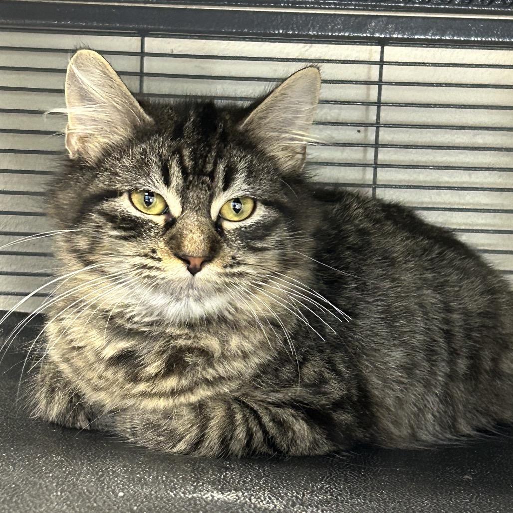 Enlarge Wisp, a Adoptable Domestic Long Hair in Hannibal, MO image 2/3