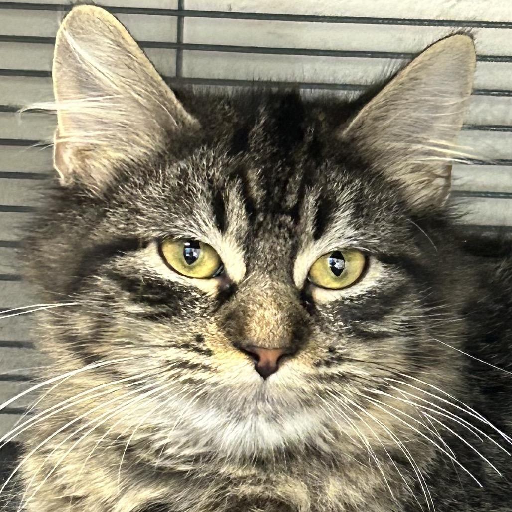 Enlarge Wisp, a Adoptable Domestic Long Hair in Hannibal, MO image 3/3