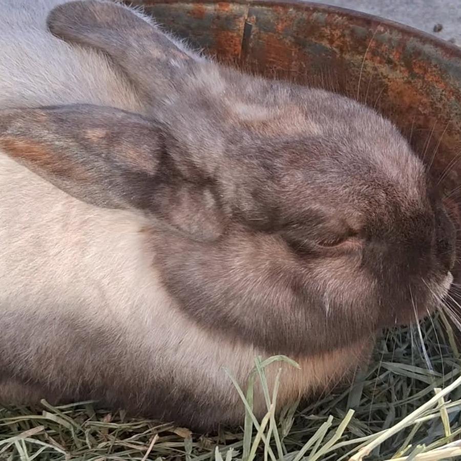 Enlarge Banshee, a Adoptable American Sable in Napa, CA image 3/3