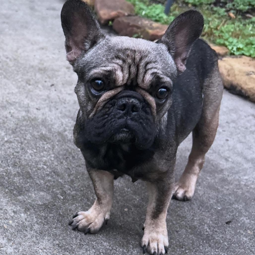 Juju, a Adoptable French Bulldog in Montgomery, TX image 1/3