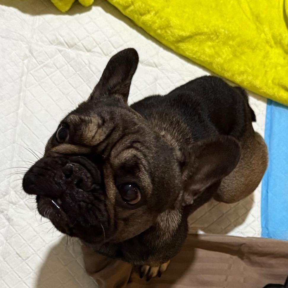 Juju, a Adoptable French Bulldog in Montgomery, TX image 2/3