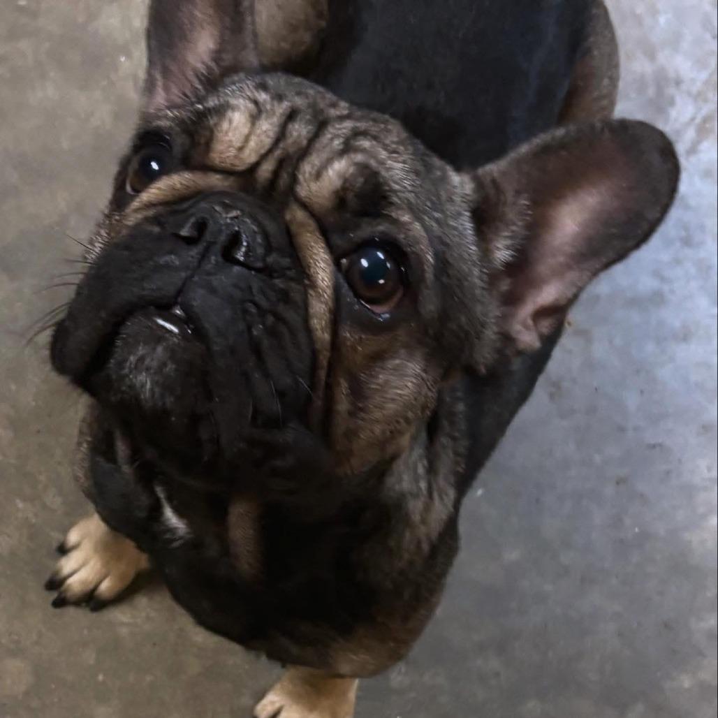 Juju, a Adoptable French Bulldog in Montgomery, TX image 3/3