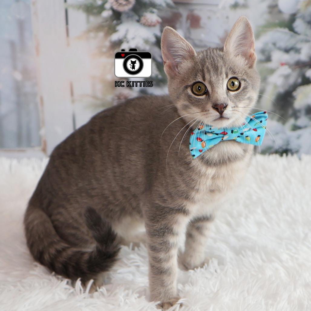 Enlarge Robbie, a Adoptable Domestic Short Hair in FAIRWAY, KS image 1/6