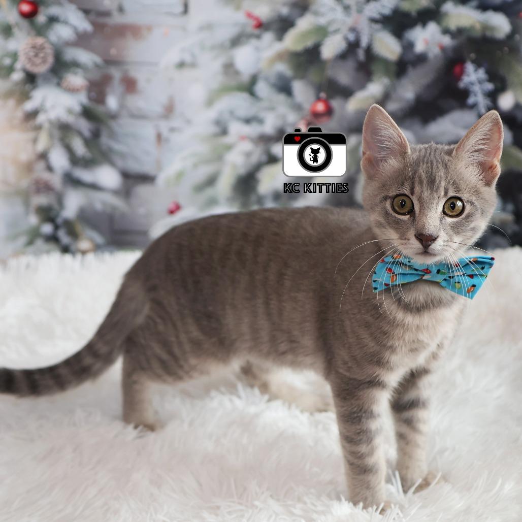 Enlarge Robbie, a Adoptable Domestic Short Hair in FAIRWAY, KS image 2/6