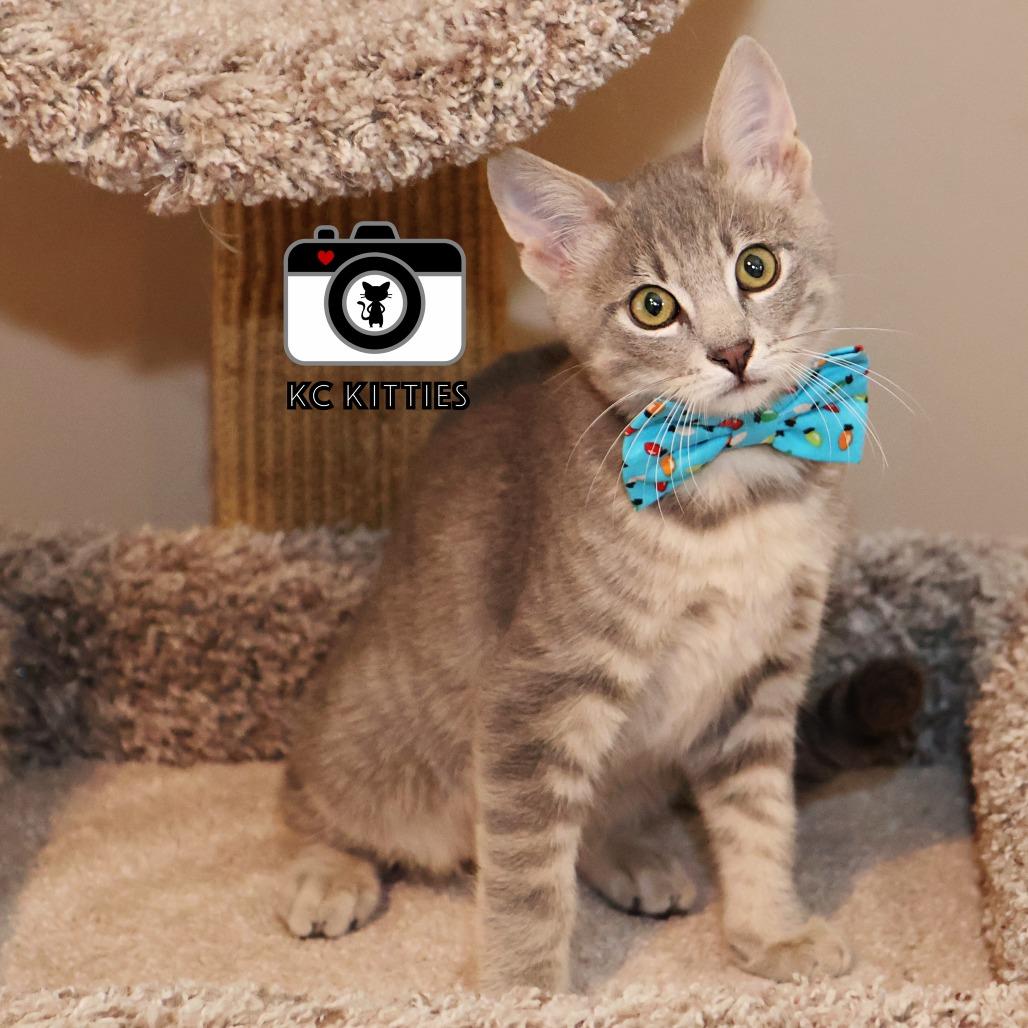 Enlarge Robbie, a Adoptable Domestic Short Hair in FAIRWAY, KS image 3/6