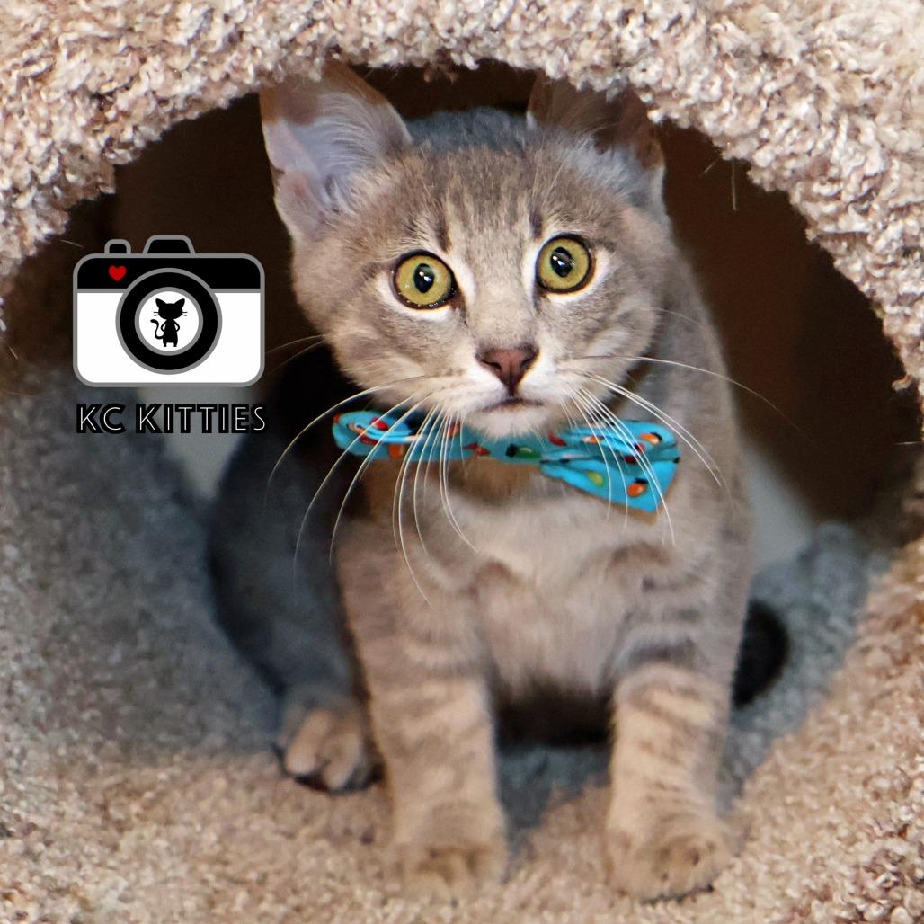 Enlarge Robbie, a Adoptable Domestic Short Hair in FAIRWAY, KS image 4/6