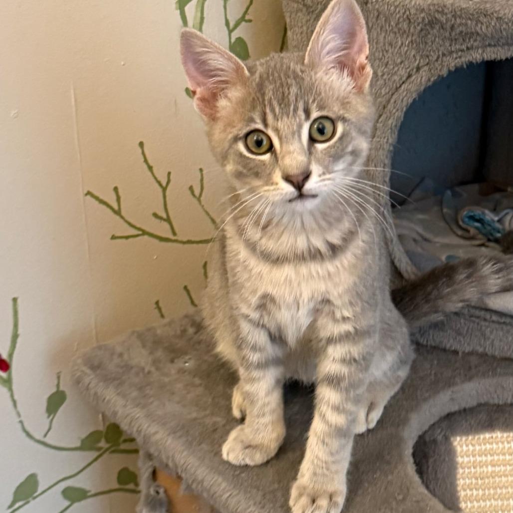 Enlarge Robbie, a Adoptable Domestic Short Hair in FAIRWAY, KS image 5/6