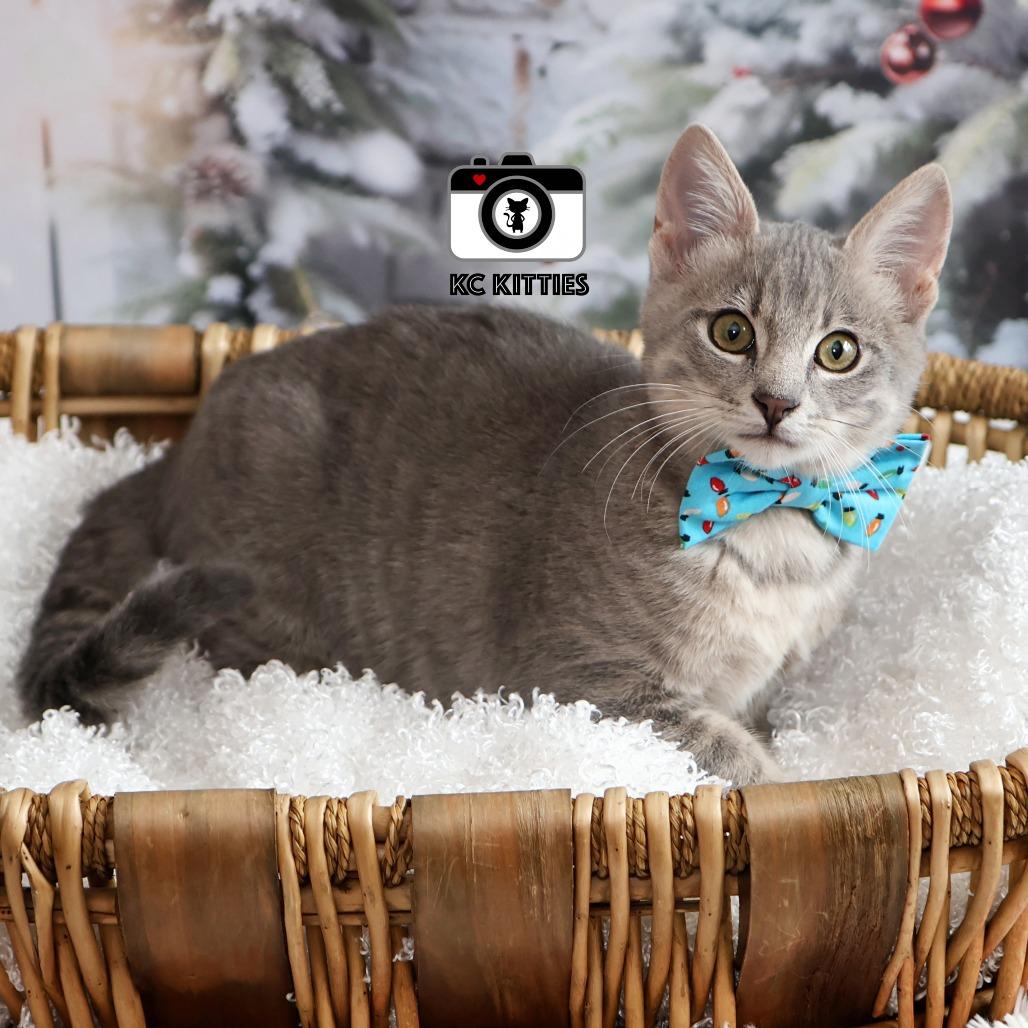 Enlarge Robbie, a Adoptable Domestic Short Hair in FAIRWAY, KS image 6/6