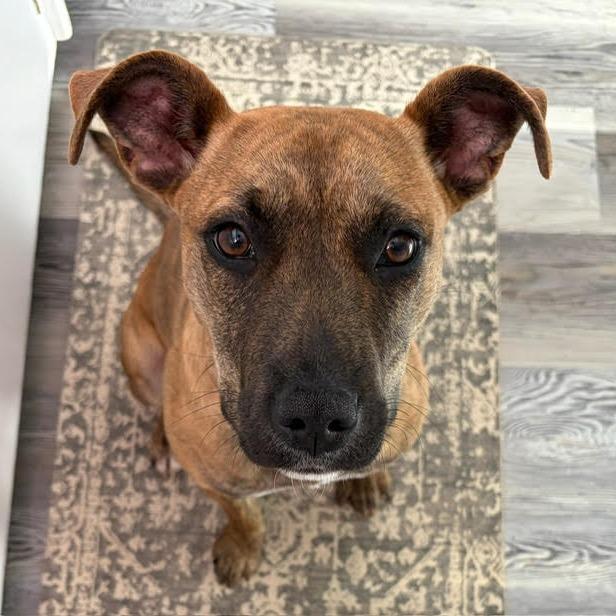 Ripley Wilhelm D68101, Adoptable, Young Female Black Mouth Cur.