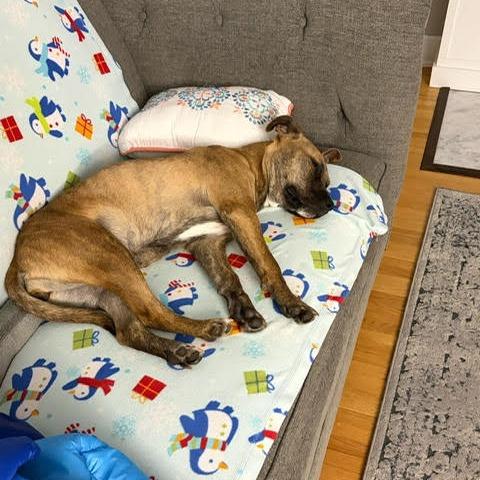 Enlarge Ripley Wilhelm D68101, a Adoptable Black Mouth Cur in Minnetonka, MN image 2/5