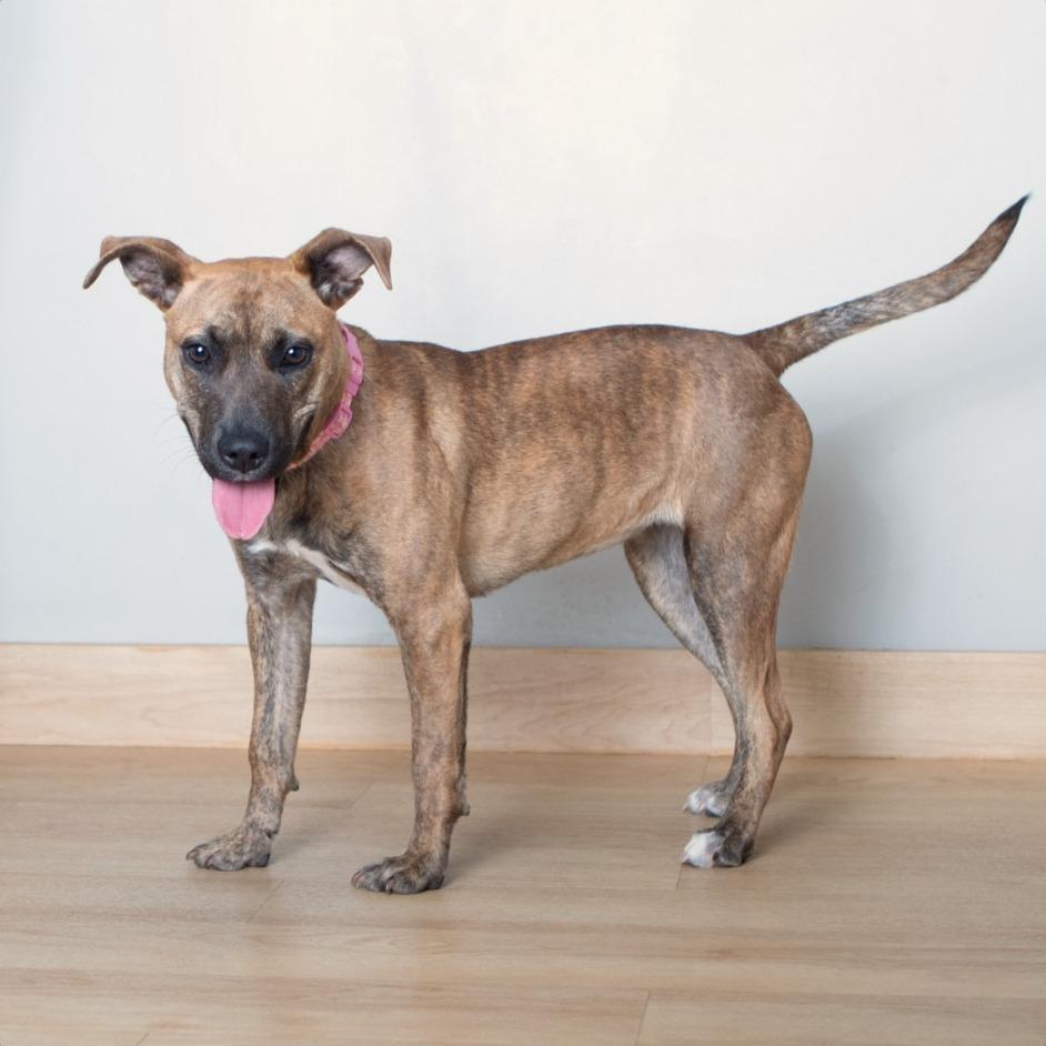 Enlarge Ripley Wilhelm D68101, a Adoptable Black Mouth Cur in Minnetonka, MN image 3/5