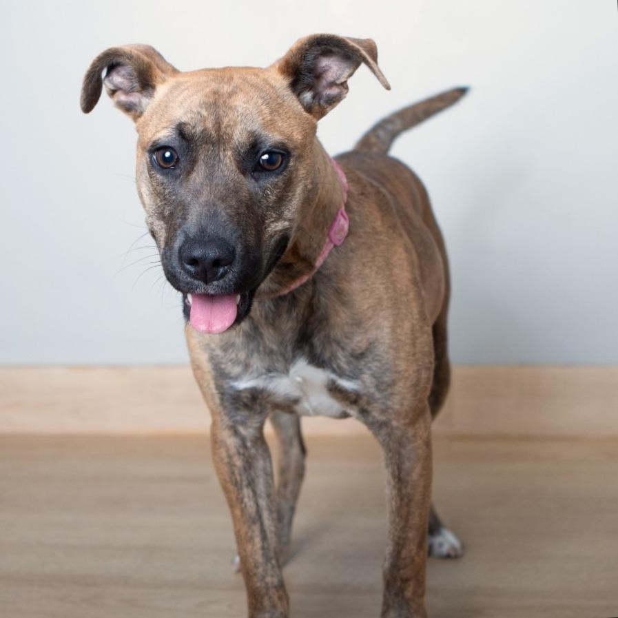 Enlarge Ripley Wilhelm D68101, a Adoptable Black Mouth Cur in Minnetonka, MN image 4/5