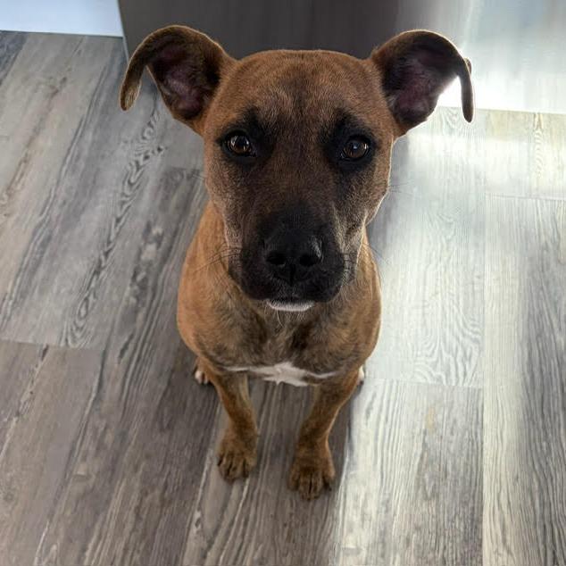 Enlarge Ripley Wilhelm D68101, a Adoptable Black Mouth Cur in Minnetonka, MN image 5/5