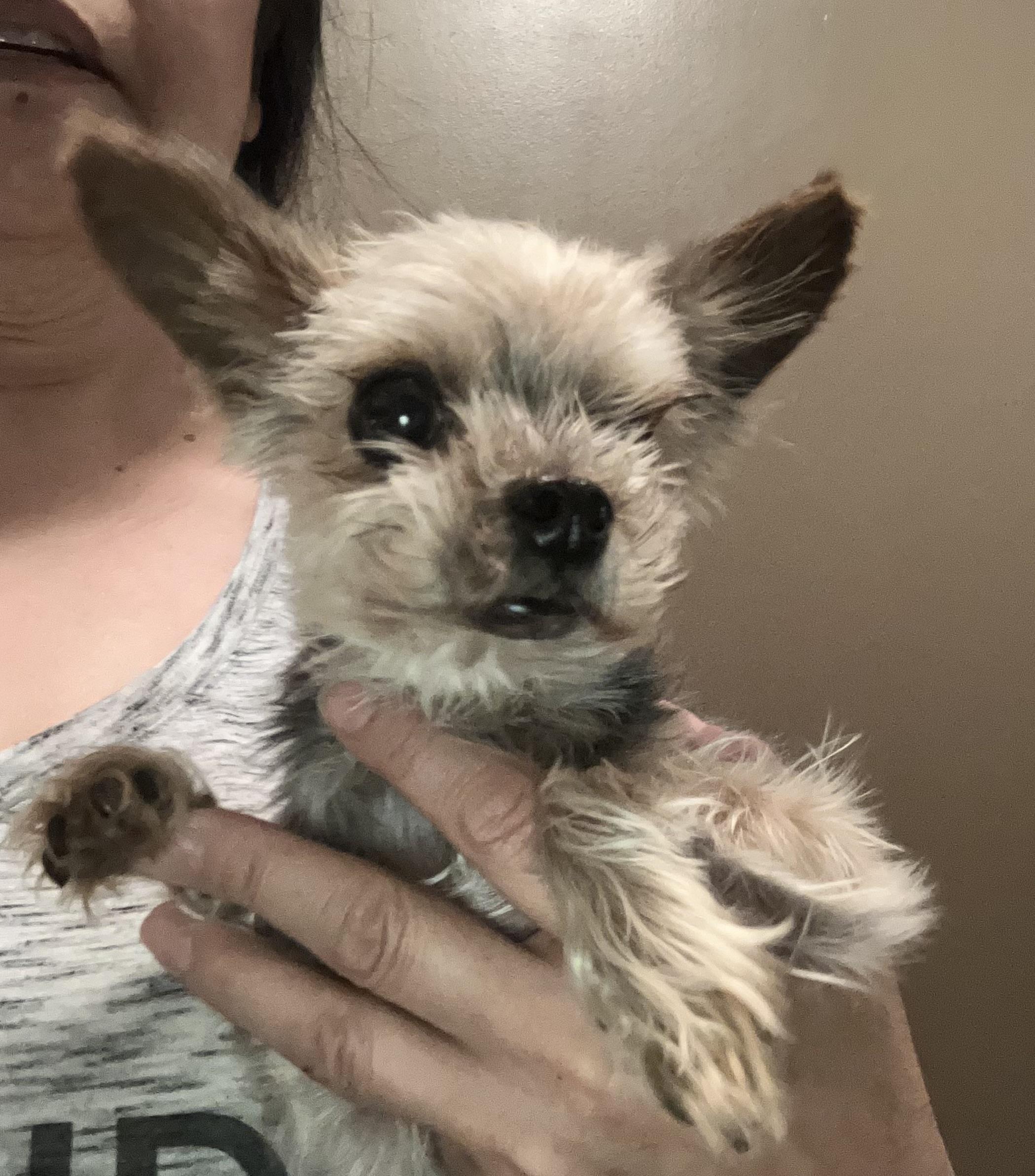 Tigger, adopted, Adult Male Yorkshire Terrier.
