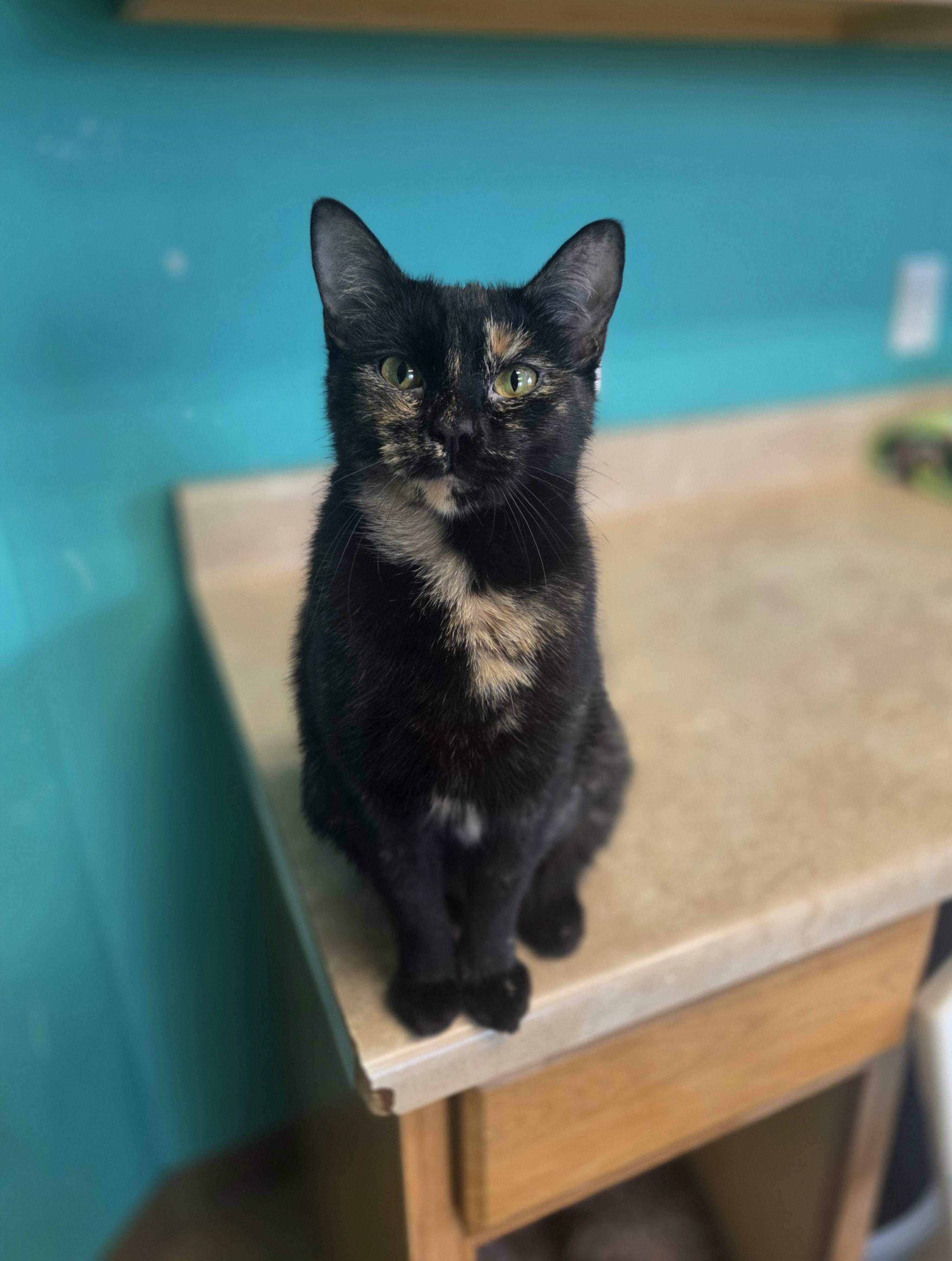Enlarge Morganton, a Adopted Domestic Short Hair in Brookings, SD image 1/1