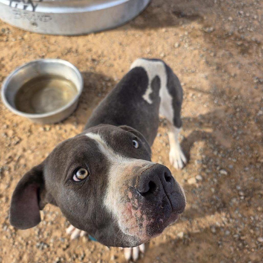 Enlarge Homer, a Adoptable Pit Bull Terrier in Bernalillo, NM image 1/6