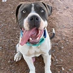 Enlarge Homer, a Adoptable Pit Bull Terrier in Bernalillo, NM image 2/6