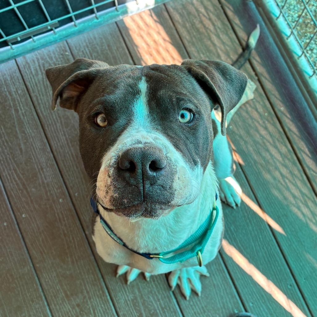 Enlarge Homer, a Adoptable Pit Bull Terrier in Bernalillo, NM image 3/6