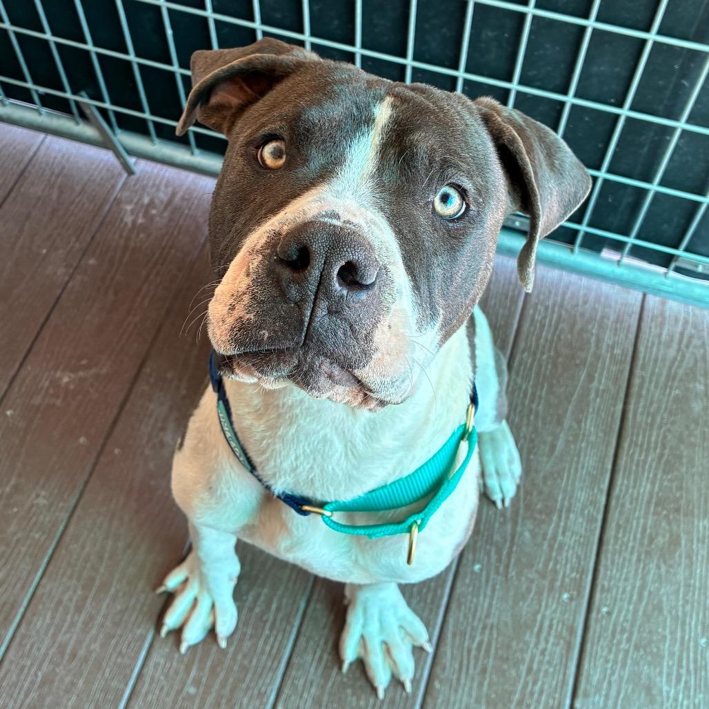 Enlarge Homer, a Adoptable Pit Bull Terrier in Bernalillo, NM image 4/6