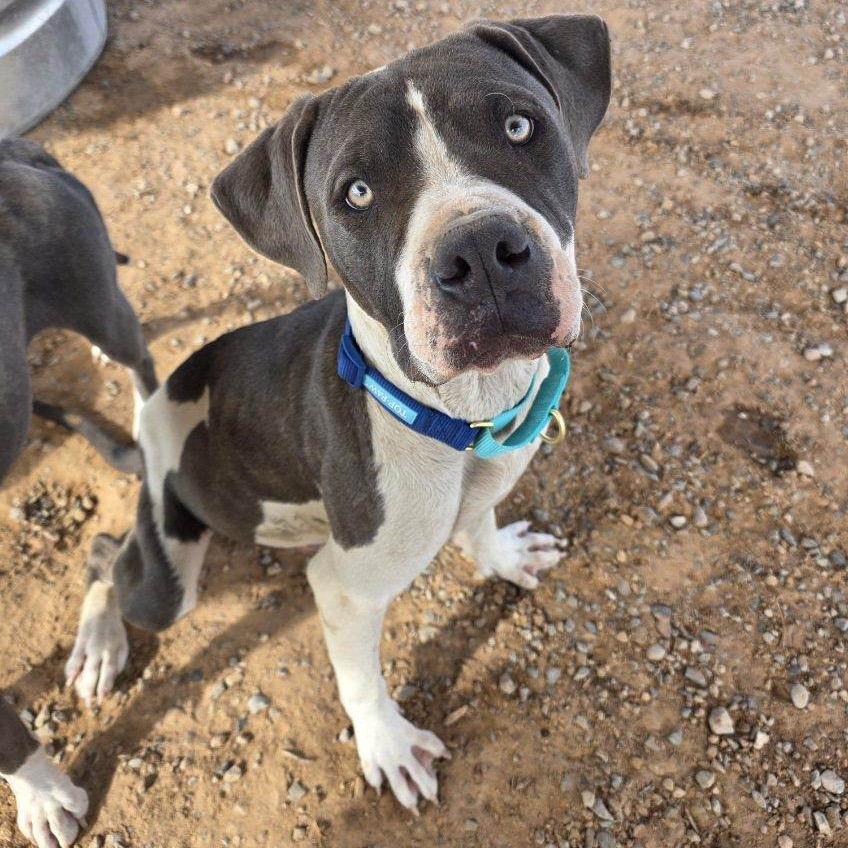 Enlarge Homer, a Adoptable Pit Bull Terrier in Bernalillo, NM image 6/6