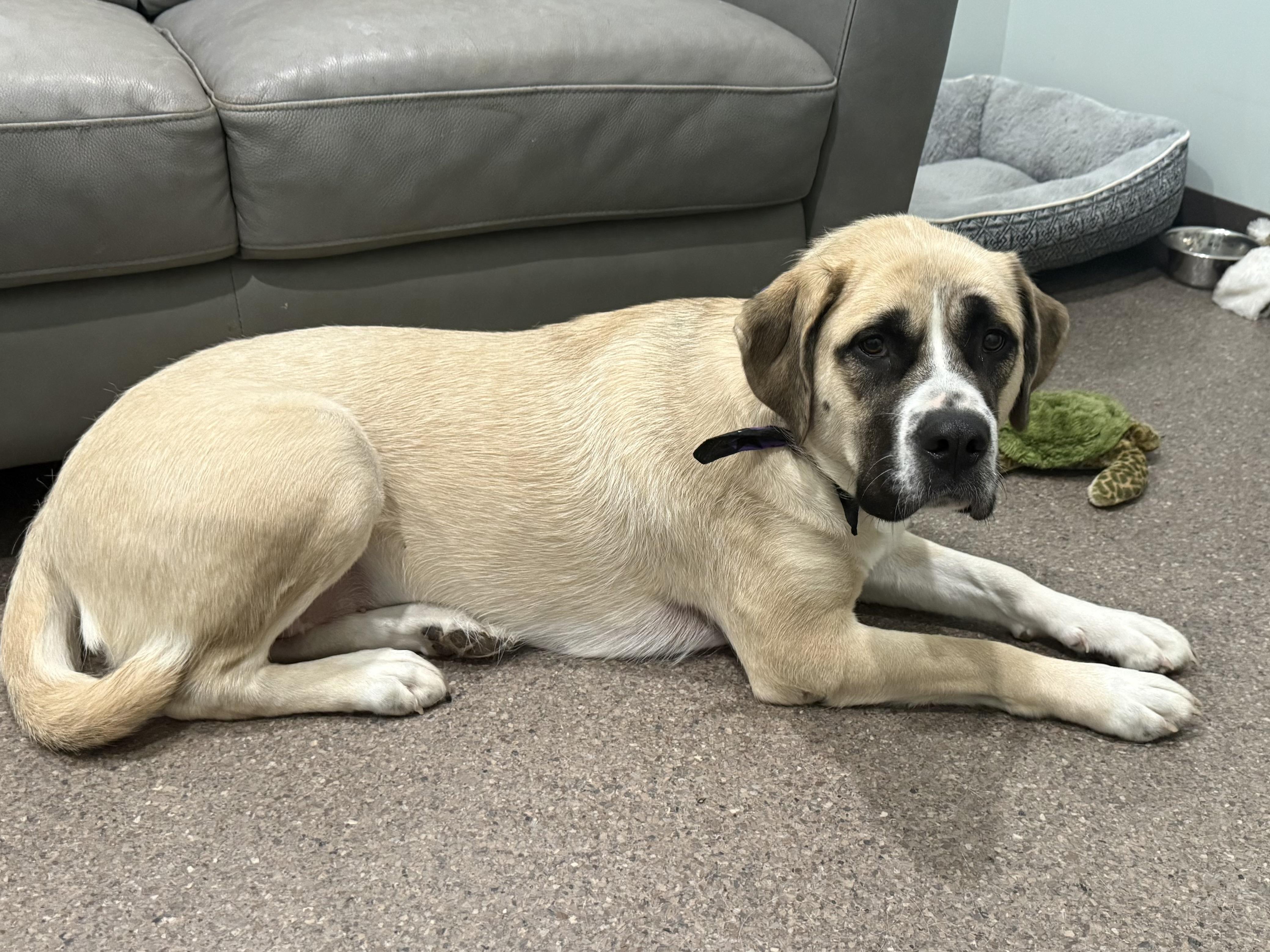 Enlarge Cleo, a Adoptable mixed breed in Sault Sainte Marie, MI image 1/2