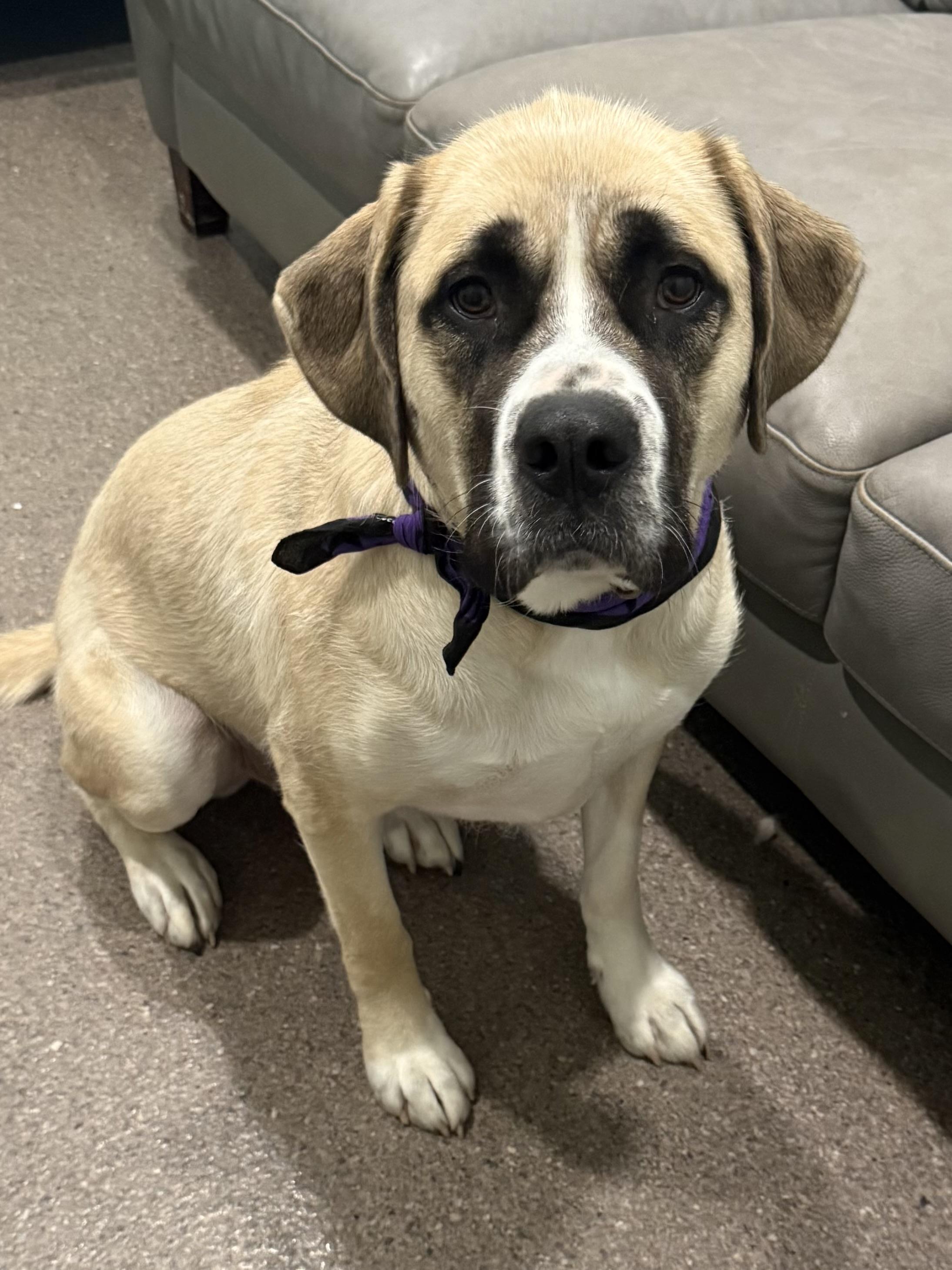 Enlarge Cleo, a Adoptable mixed breed in Sault Sainte Marie, MI image 2/2