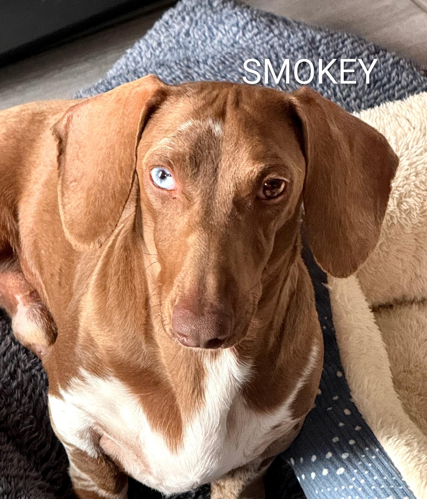 SMOKEY and DUKE DOXIES , an adopted Dachshund in Lebanon, TN image 2/2