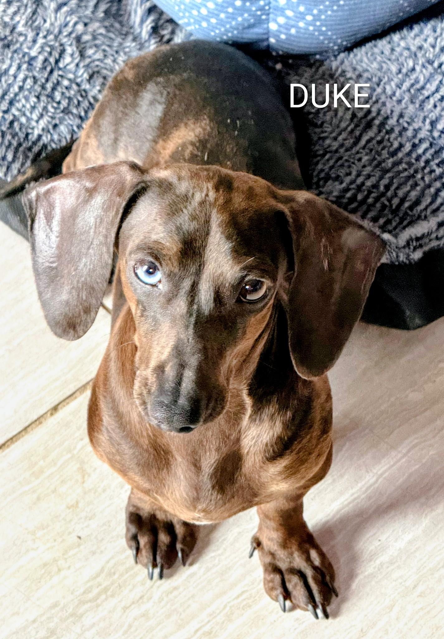 SMOKEY and DUKE DOXIES , adopted, Young Male Dachshund.