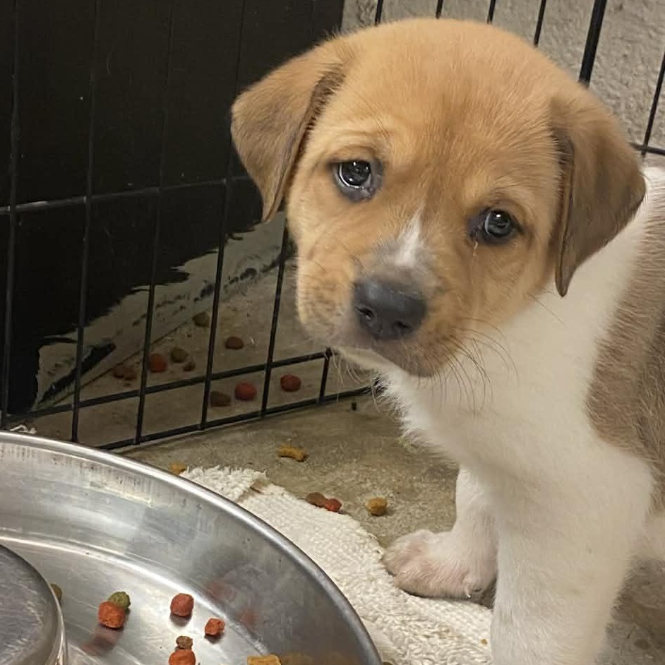 Kara, an adopted mixed breed in Hamden, CT image 4/5