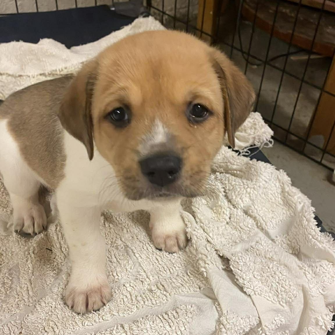 Kara, an adopted mixed breed in Hamden, CT image 1/5