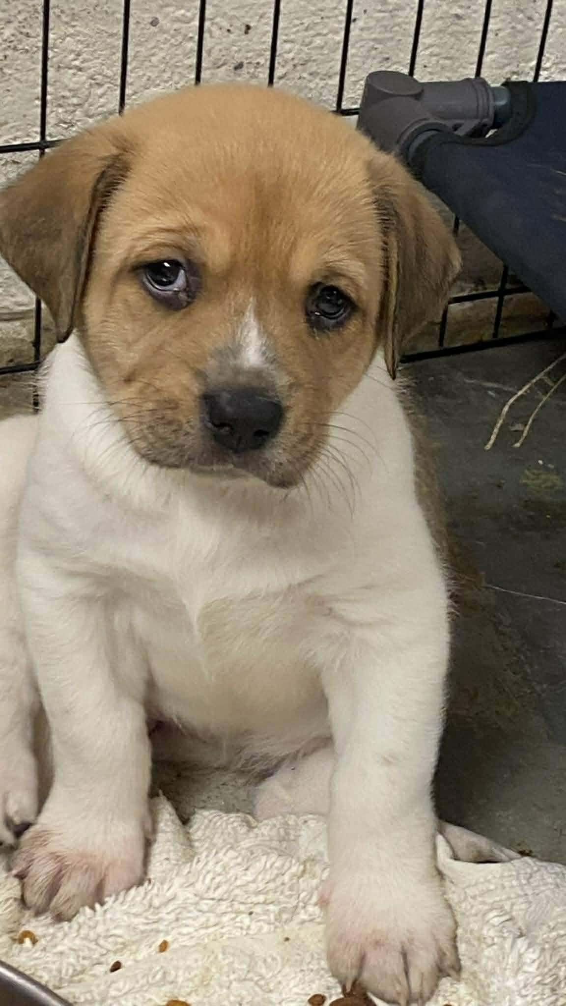 Kara, an adopted mixed breed in Hamden, CT image 2/5