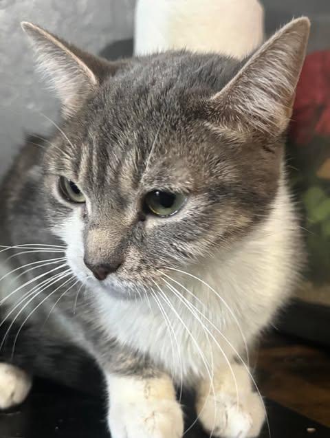 Momma Marie, ADOPTABLE, Adult Female Domestic Medium Hair.