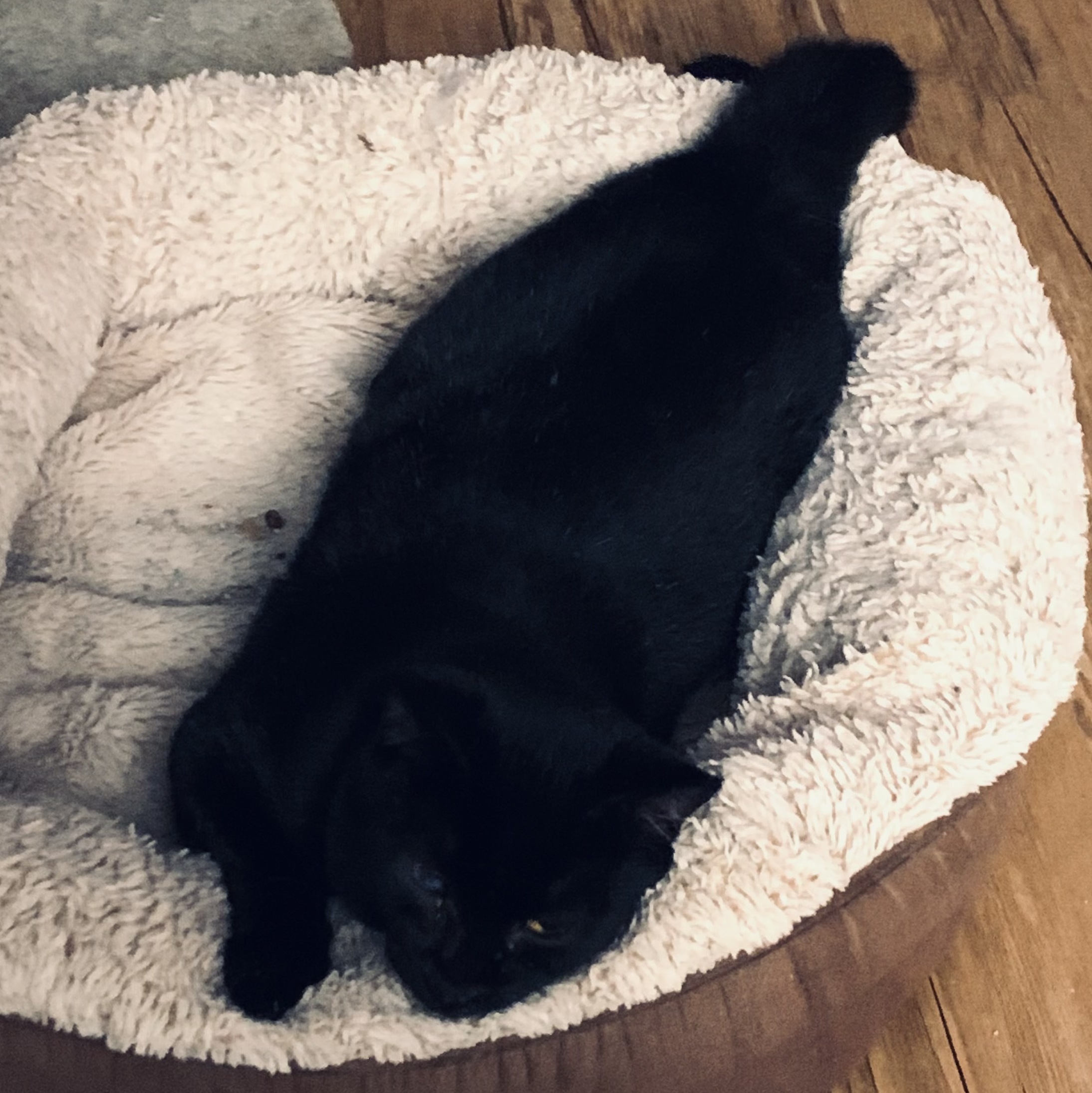 Enlarge Lulu, a Adoptable Domestic Short Hair in Anaheim, CA image 1/1