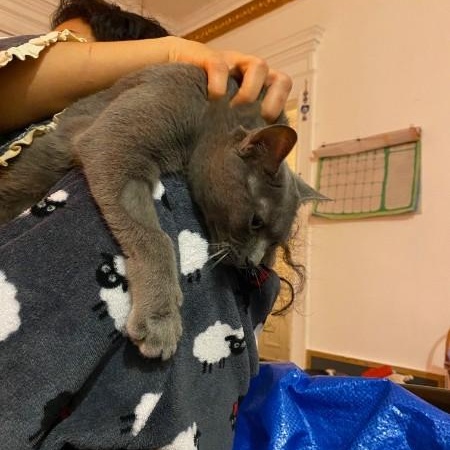 Enlarge Venture, a ADOPTABLE Domestic Short Hair in Montreal, QC image 3/5