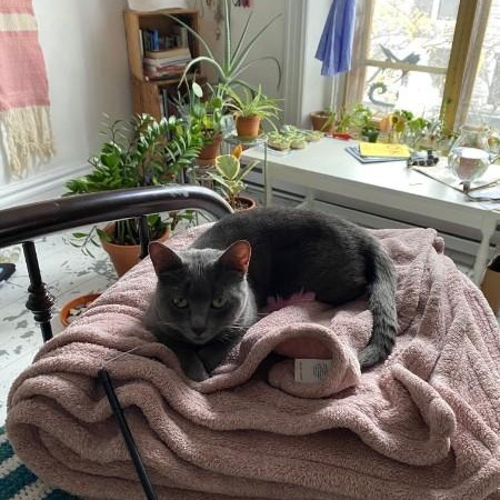 Enlarge Venture, a ADOPTABLE Domestic Short Hair in Montreal, QC image 4/5