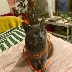 Enlarge Venture, an adopted Domestic Short Hair in Montreal, QC image 1/6