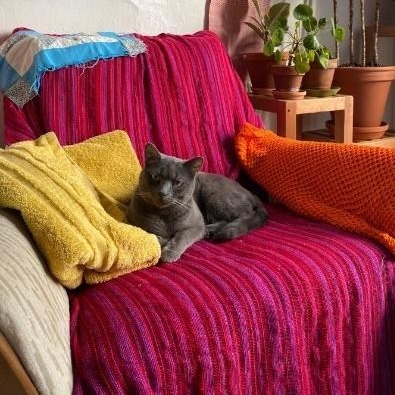 Enlarge Venture, a ADOPTABLE Domestic Short Hair in Montreal, QC image 1/5