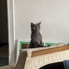 Enlarge Venture, a ADOPTABLE Domestic Short Hair in Montreal, QC image 2/5