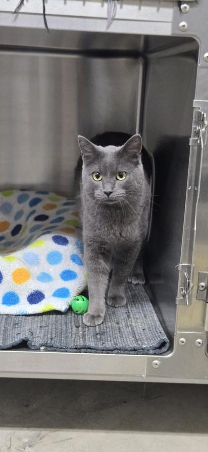 Edison, Adoptable, Adult Male Domestic Short Hair & Domestic Short Hair.