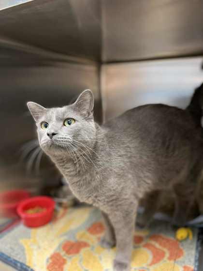 Enlarge Edison, a Adoptable Domestic Short Hair in Fergus Falls, MN image 1/1