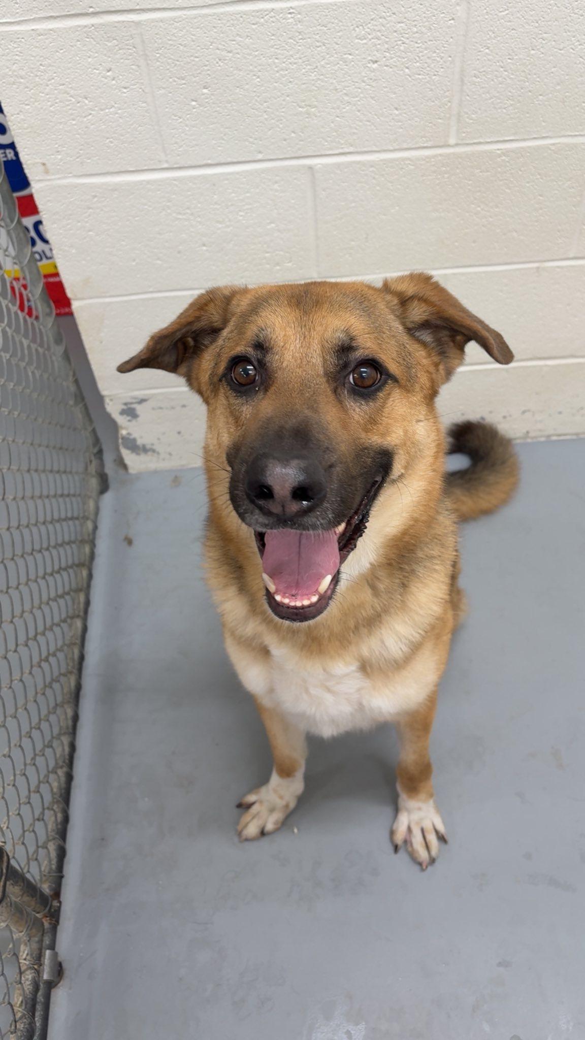 Enlarge Lakota, a Adopted mixed breed in Henderson, KY image 1/2